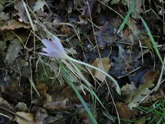 Colchicum lusitanum