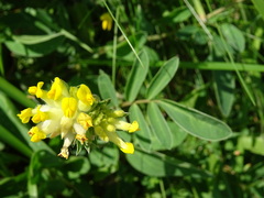 Anthyllis vulneraria