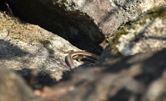 Plestiodon skiltonianus