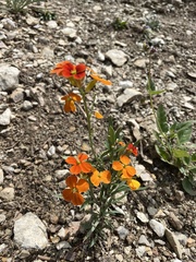 Erysimum
