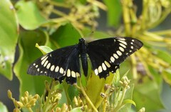 Papilio scamander