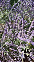 Salvia yangii