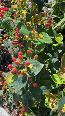 Hypericum androsaemum