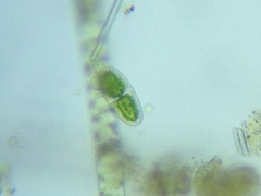 Actinotaenium curtum