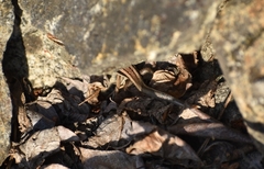 Plestiodon skiltonianus