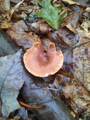 Lactarius camphoratus