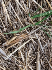 Chorthippus albomarginatus