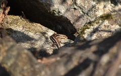 Plestiodon skiltonianus