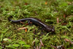 Desmognathus ochrophaeus