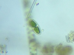 Actinotaenium curtum