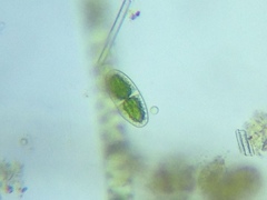 Actinotaenium curtum