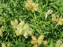 Genista hispanica