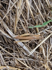 Chorthippus albomarginatus