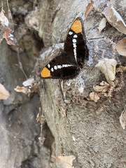 Adelpha californica