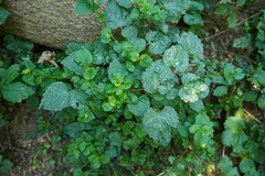 Lamium maculatum