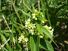 Vincetoxicum hirundinaria