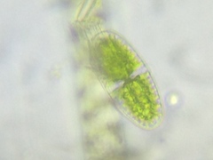 Actinotaenium curtum