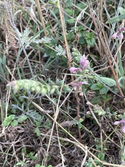 Odontites vulgaris