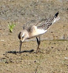 Calidris ferruginea