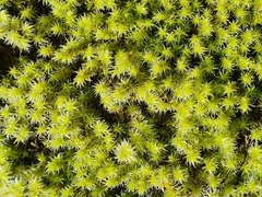 Racomitrium canescens