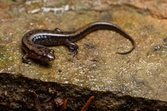 Desmognathus ochrophaeus