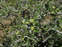 Diospyros