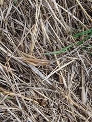 Chorthippus albomarginatus