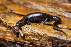 Desmognathus ochrophaeus