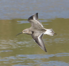 Calidris ferruginea