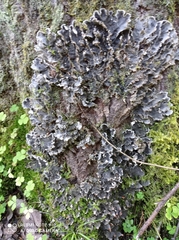 Peltigera praetextata