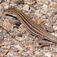 Aspidoscelis