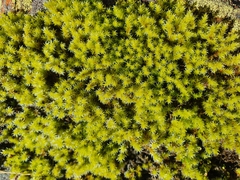 Racomitrium canescens