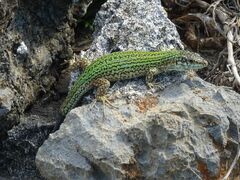 Podarcis pityusensis