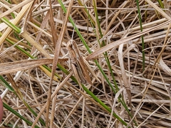 Chorthippus albomarginatus