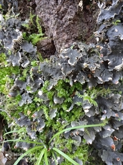 Peltigera praetextata