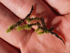 Racomitrium canescens