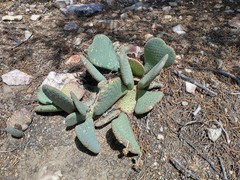 Opuntia basilaris basilaris