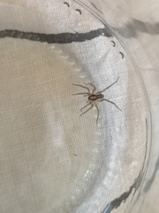 Lycosidae