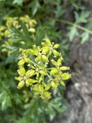 Tauschia