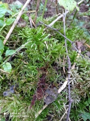 Peltigera praetextata