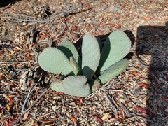 Opuntia basilaris basilaris
