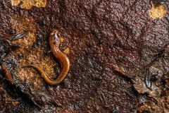Desmognathus ochrophaeus