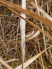 Chorthippus albomarginatus