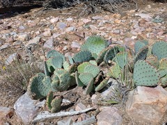 Opuntia basilaris basilaris