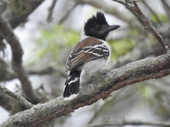 Thamnophilus bernardi