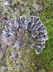 Peltigera praetextata