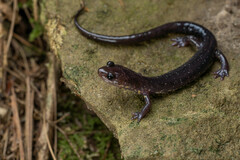 Plethodon wehrlei