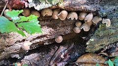 Pluteus longistriatus