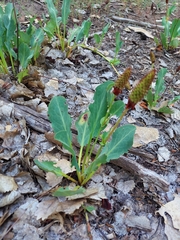 Anemopsis californica