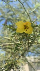 Parkinsonia